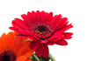 Red and gold gerbers