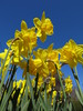 daffodils