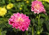 blooming dahlias