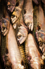 Mackerels