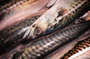 Mackerel