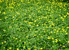 wild flower field