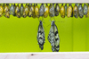 Fresh butterflies