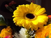 Sunshine yellow gerbers