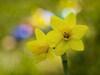 Daffodils
