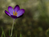 Crocus