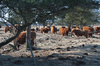 Scottish Highland Cattle