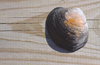 Shell on a board