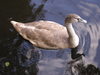 Young swans