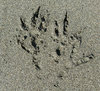 eagle tracks
