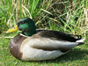 mallard