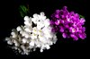 Tiny Flowers