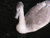 Yopung swan