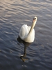 White swan