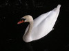 White swan