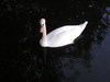 White swan