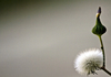 Bud to Seed