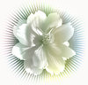 White Flower on Burst