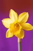 daffodil