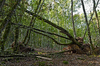 Fallen trees