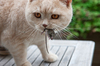 Cat and mouse