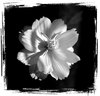 White Flower on black Grunge