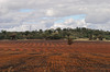 agriculture