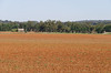 agriculture