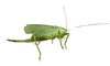 Grasshopper
