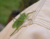 Grasshopper