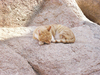 Cats of Saint Catherine