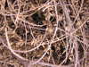 Burning bush