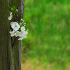 Blossoms