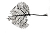 leaf