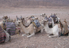 Bunch of camels