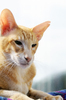 Siamese cat
