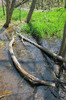 Wetland