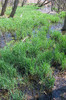 Wetland