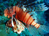 Pterois miles 2 2