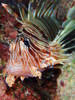 Pterois miles