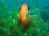clownfish 1
