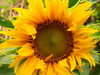 sunflower 1