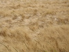 rich harvest 4
