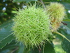 chestnut