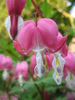 bleeding heart 3