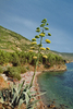 Island Vis, Croatia