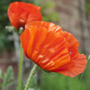 poppy flower