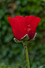 poppy flower