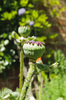 poppy flower