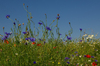 Wild flowers